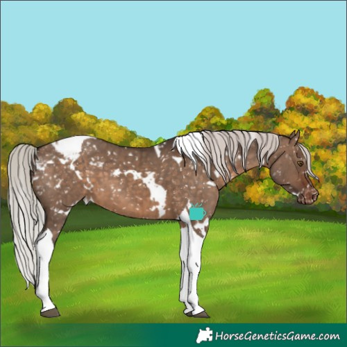 Horse Color:White Spotted Silver Brown Dun Tobiano Appaloosa Brindle 