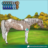 Horse Color:White Spotted Silver Brown Dun Tobiano Appaloosa Brindle
