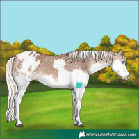 Horse Color:White Spotted Silver Brown Dun Splash Tobiano Blanket Rabicano 