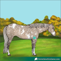 Horse Color:White Spotted Silver Brown Dun Sabino Appaloosa 