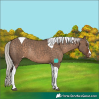 Horse Color:Silver Brown Dun Tobiano Varnish Rabicano