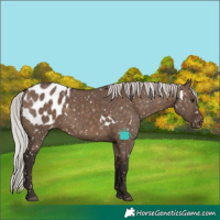 Horse Color:White Spotted Silver Brown Dun Appaloosa