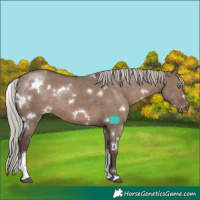 Horse Color:White Spotted Silver Grullo Tobiano Appaloosa Rabicano 