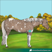 Horse Color:White Spotted Silver Grullo Tobiano Appaloosa Rabicano