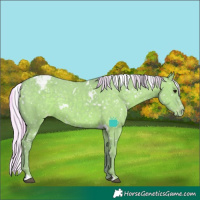 Horse Color:Watercolor White Spotted Silver Grullo Appaloosa Rabicano 