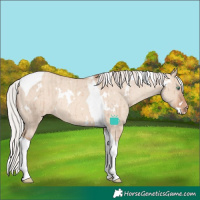 Horse Color:White Spotted Silver Classic Champagne Dun Tobiano Appaloosa Rabicano Brindle 