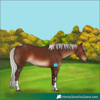 Horse Color:Silver Brown Tobiano