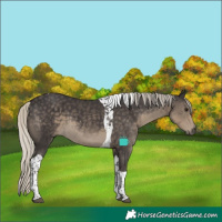 Horse Color:Silver Smoky Black Tobiano 