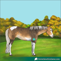 Horse Color:Silver Buckskin Splash Tobiano