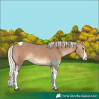 Horse Color:Silver Bay Dun Splash Tobiano