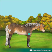 Horse Color:White Spotted Silver Buckskin Tobiano 