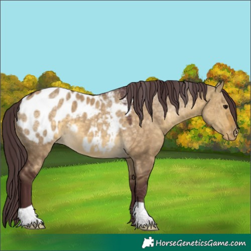 Horse Color:Chocolate Buckskin Dun Appaloosa