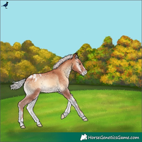 Horse Color:Silver Amber Champagne Onyx Appaloosa 