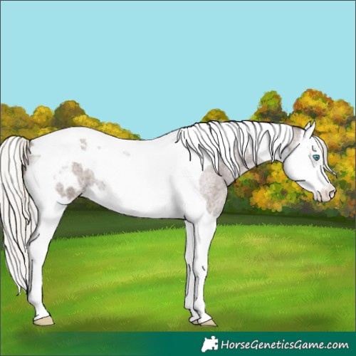 Horse Color:Silver Blue Roan Splash Tobiano Appaloosa 