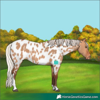 Horse Color:Silver Bay Dun Tobiano Near Leopard