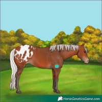 Horse Color:Silver Bay Blanket 