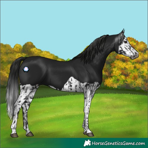 Horse Color:Gray Smoky Black  and Gray Smoky Black Splash 