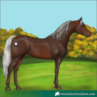 Horse Color:Silver Brown