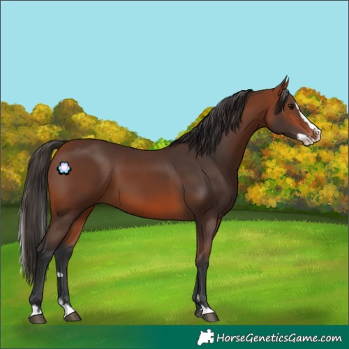 Horse Color:Bay Splash 