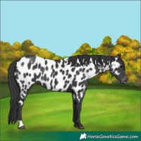 Horse Color:Black Near Leopard