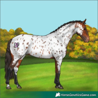 Horse Color:Bay Appaloosa
