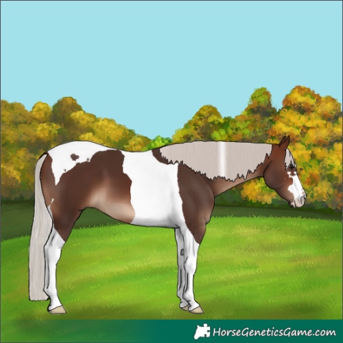 Horse Color:Silver Brown Tobiano 