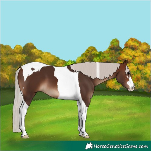 Horse Color:Silver Brown Tobiano 