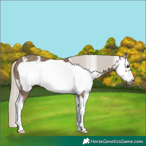Horse Color:Silver Smoky Black Sabino Frame 