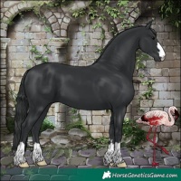 Horse Color:Black 