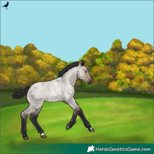 Horse Color:Brown Roan Dun 