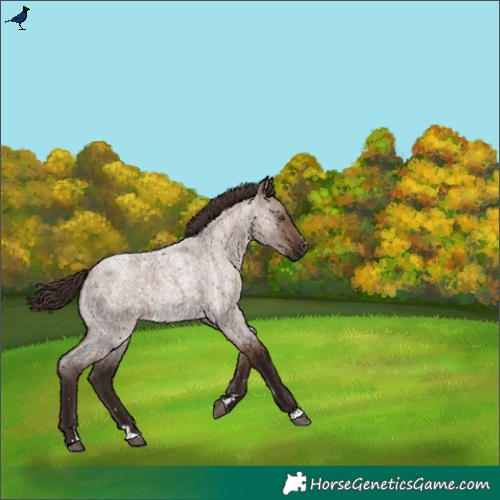 Horse Color:Liver Red Dun Roan