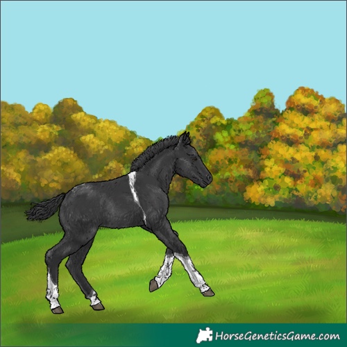 Horse Color:Black Tobiano Rabicano