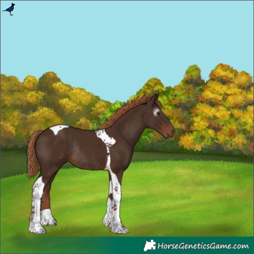 Horse Color:Gray Chestnut Tobiano Rabicano 
