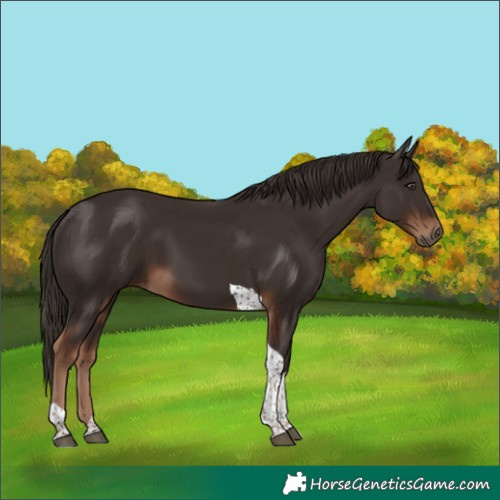 Horse Color:Liver Chestnut Tobiano 