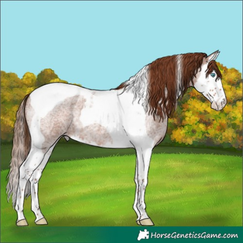 Horse Color:Red Roan Splash Tobiano 