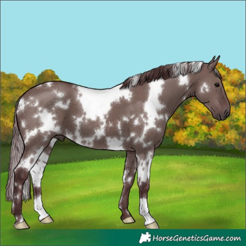 Horse Color:White Spotted Chocolate Grullo 