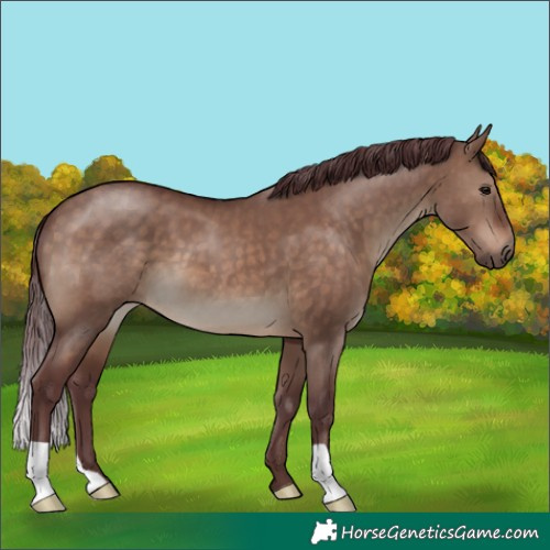 Horse Color:Chocolate Brown Dun 
