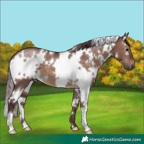 Horse Color:White Spotted Chocolate Brown Dun 