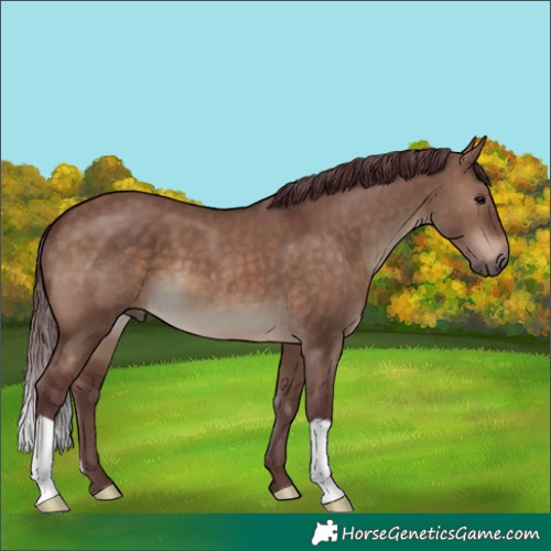 Horse Color:Chocolate Brown Dun 