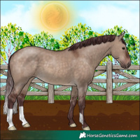 Horse Color:Chocolate Brown Dun 