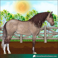Horse Color:Chocolate Brown Dun
