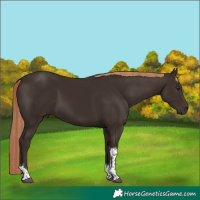 Horse Color:Liver Chestnut Tobiano 