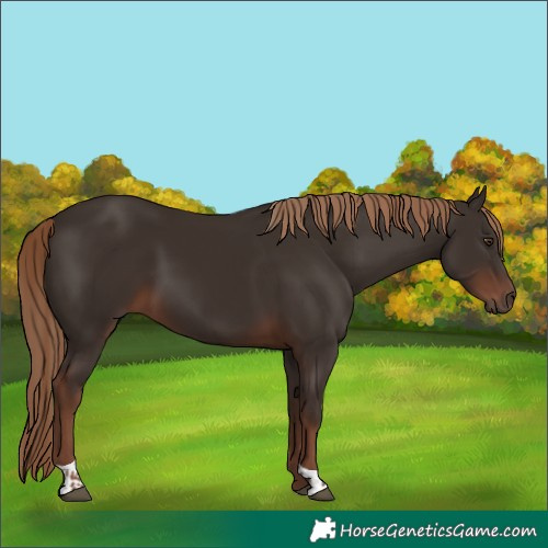 Horse Color:Liver Chestnut Tobiano 