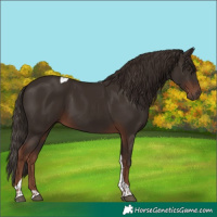 Horse Color:Liver Chestnut Tobiano 