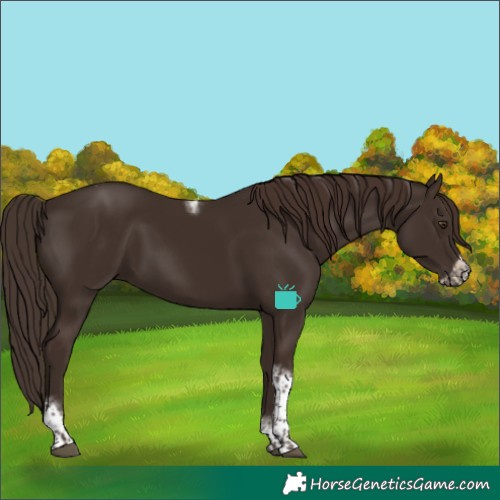 Horse Color:Liver Chestnut Tobiano Frame