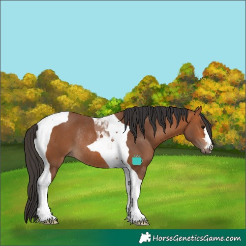 Horse Color:Bay Tobiano Rabicano 