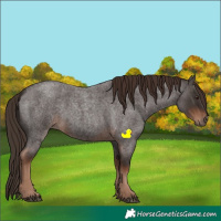 Horse Color:Liver Red Roan