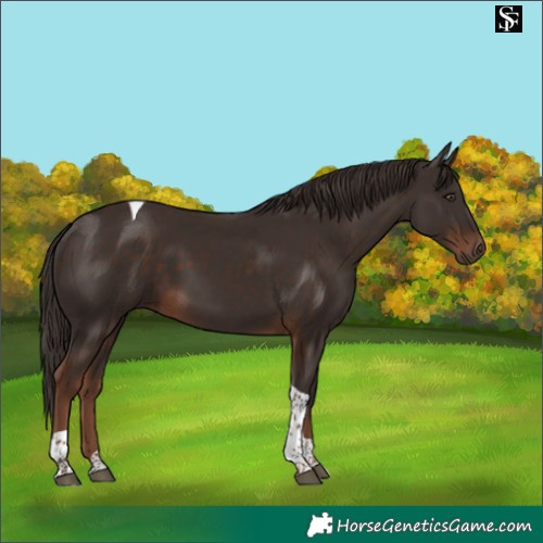 Horse Color:Liver Chestnut Tobiano 