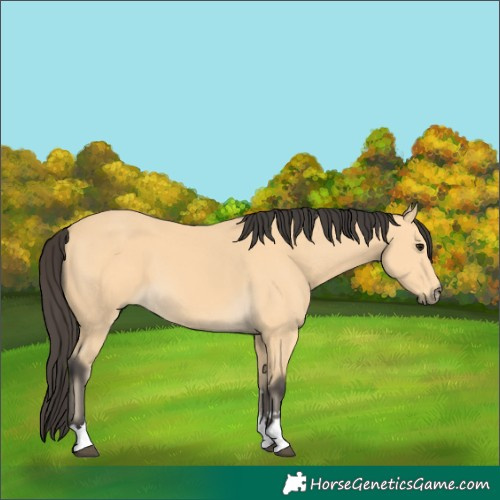 Horse Color:Buckskin 