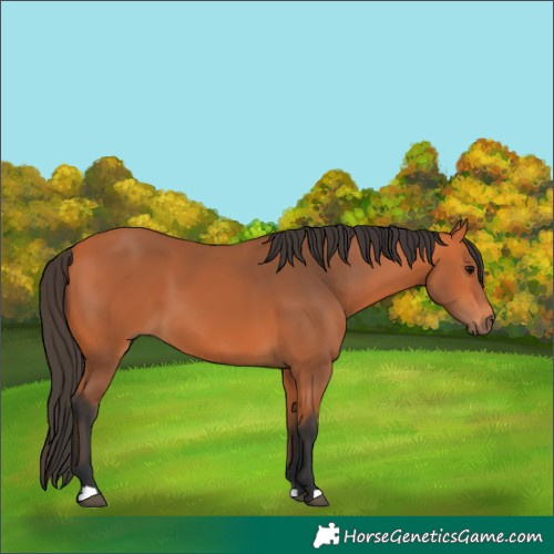 Horse Color:Bay 